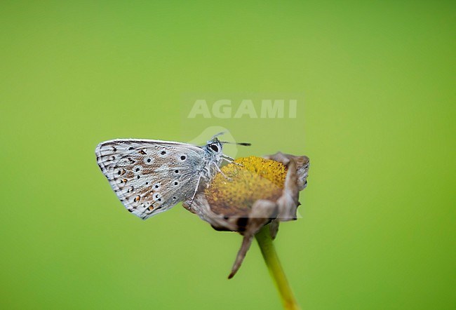 Male Chalk-hill Blue stock-image by Agami/Wil Leurs,