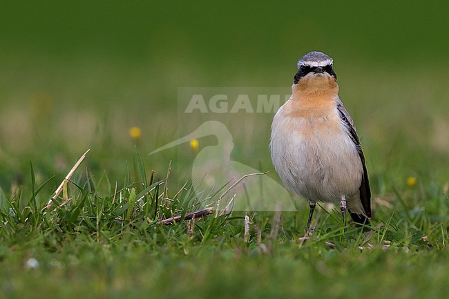 Mannetje Tapuit, Male Northern Wheatear stock-image by Agami/Daniele Occhiato,