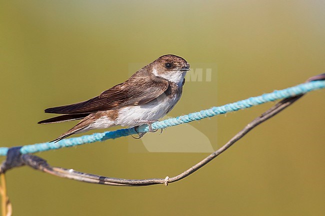 Sand Martin perched on a wire near a marsh in GÃ¶ksu Delta, Turkey. June 2010. stock-image by Agami/Vincent Legrand,