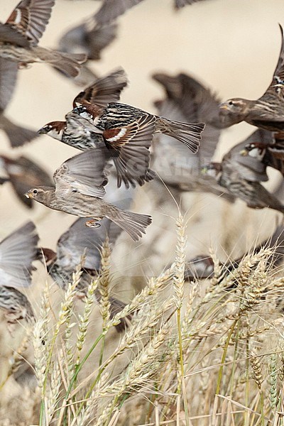 Flock of Spanish Sparrows (Passer hispaniolensis) during spring migration in southern negev, Israel. stock-image by Agami/Marc Guyt,