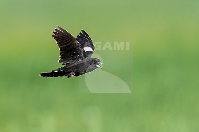 Adult male breeding
Weld Co., CO
June 2023 stock-image by Agami/Brian E Small,