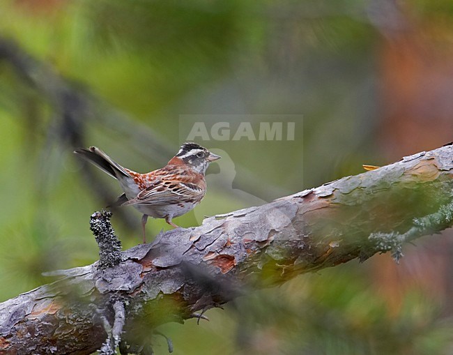 Volwassen mannetje Bosgors in zomerkleed; Adult summer male Rustic Bunting stock-image by Agami/Markus Varesvuo,