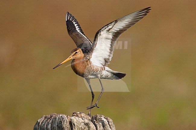 Volwassen mannetje Grutto in vlucht; Adult male Black-tailed Godwit in flight stock-image by Agami/Arie Ouwerkerk,