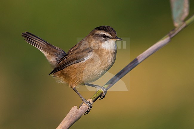 Zwartkoprietzanger, Moustached Warbler stock-image by Agami/Daniele Occhiato,