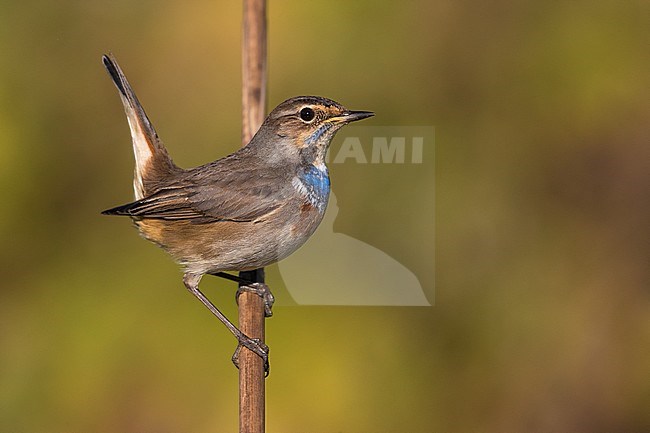 Mannetje Blauwborst; Male Bluethroat stock-image by Agami/Daniele Occhiato,