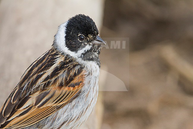 Reed Bunting - Rohrammer - Emberiza schoeniclus ssp. schoeniclus, Germany, adult male stock-image by Agami/Ralph Martin,