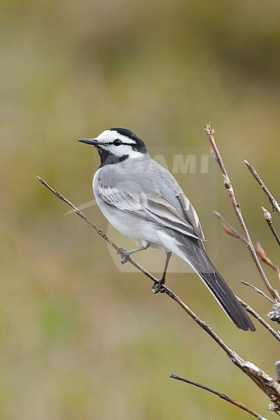 Adult male East Siberian Wagtail (Motacilla ocularis) in breeding plumage in Seward Peninsula, Alaska, United States. stock-image by Agami/Brian E Small,