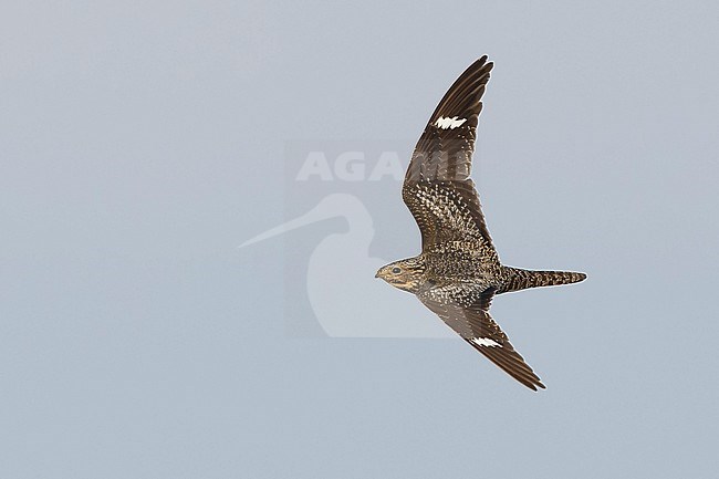 Adult female Common Nighthawk (Chordeiles minor) in flight during daytime over Deschutes County, Oregon, USA. stock-image by Agami/Brian E Small,