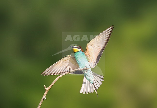 Bijeneter in vlucht; European Bee-eater in flight stock-image by Agami/Marc Guyt,