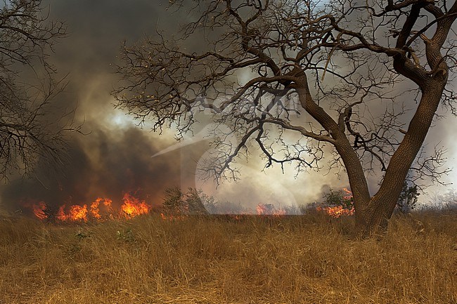 Savanna bush fire in Gambia, Africa. Fires are mostly caused by uncontrolled burning of farmlands and deliberately set fires stock-image by Agami/Kari Eischer,