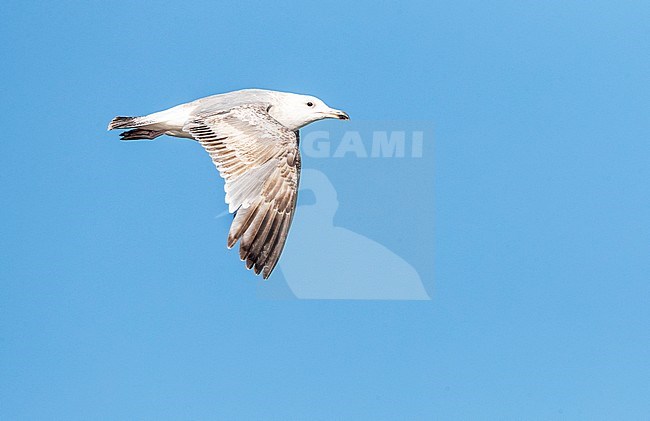 European Herring Gull (Larus argentatus) at the beach of Katwijk in the Netherlands, during early summer. stock-image by Agami/Marc Guyt,