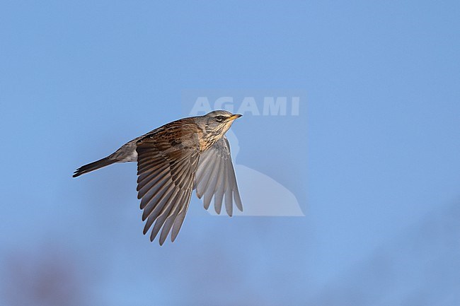 Fieldfare (Turdus pilaris) in flight at Rudersdal, Denmark stock-image by Agami/Helge Sorensen,