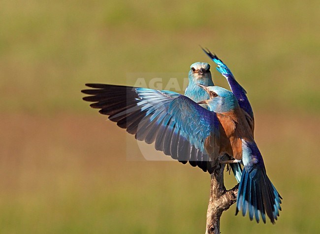 Scharrlaar; European Roller (Coracias garrulus)  Hungary May 2008 stock-image by Agami/Markus Varesvuo / Wild Wonders,