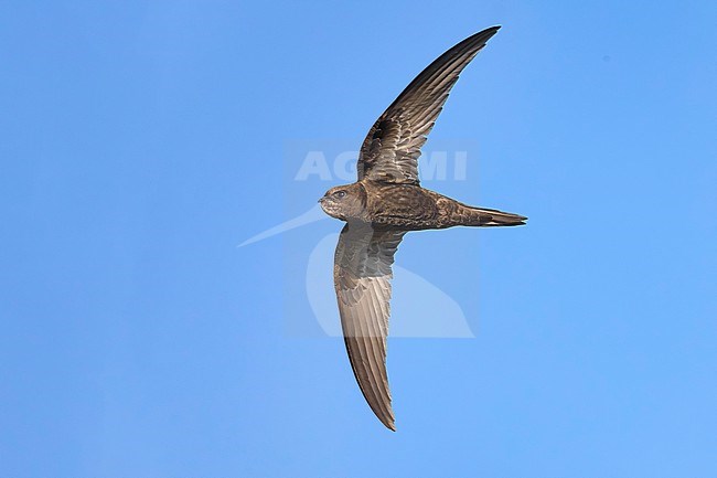 Common Swift (Apus apus) in Italy. stock-image by Agami/Daniele Occhiato,