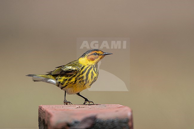 Adult male Cape May Warbler (Setophaga tigrina) at Dry Tortugas, USA stock-image by Agami/Helge Sorensen,