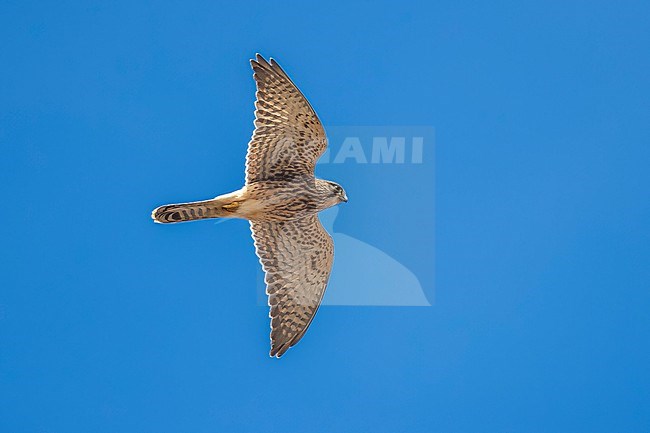 Female West Canarian Common Kestrel (Falco tinnunculus canariensis) flying in Tenerife, Canary Islands, Spain. stock-image by Agami/Vincent Legrand,