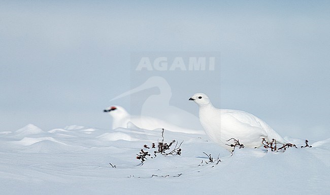 Alpensneeuwhoen paartje in winterkleed, Rock Ptarmigan pair in winterplumage stock-image by Agami/Markus Varesvuo,