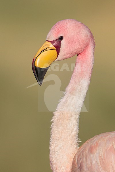 James's Flamingo (Phoenicoparrus jamesi)  in Argentina stock-image by Agami/Dubi Shapiro,