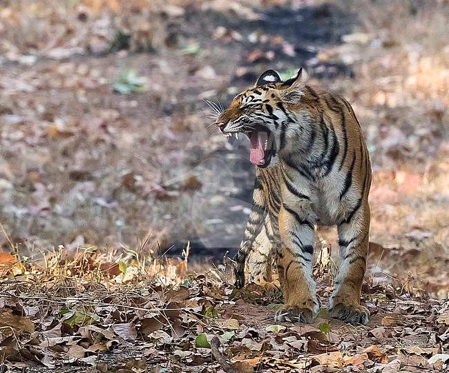 One-year cub Bengal Tiger near his mother sitting on trail in Tala, Bandavgarh, India. March 10, 2017. stock-image by Agami/Vincent Legrand,