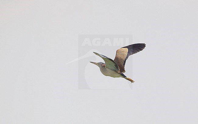 Yellow Bittern (Ixobrychus sinensis) in flight agianst a blue sky at Petchaburi, Thailand stock-image by Agami/Helge Sorensen,