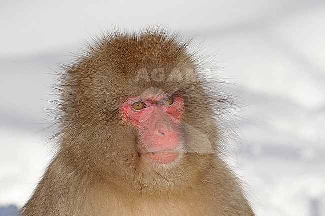 Japanese macaque or Snow Monkey (Macaca fuscata) in the snow stock-image by Agami/Pete Morris,