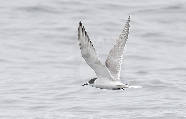 Arctic Tern (Sterna paradisaea) wintering offshore Lima, Peru stock-image by Agami/Laurens Steijn,