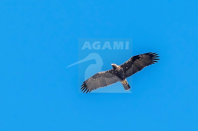 Adult Spanish Imperial Eagle flying over Sierra Morena, Spain. February 2010. stock-image by Agami/Vincent Legrand,