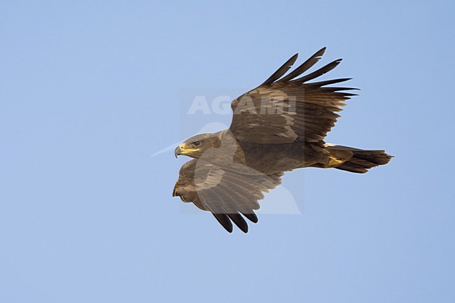 Steppearend in de vlucht; Steppe Eagle in flight stock-image by Agami/Daniele Occhiato,