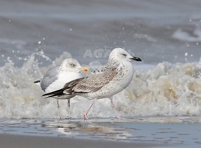 First-winter Caspian Gull (Larus cachinnans) on the beach at Noordwijk in the Netherlands. stock-image by Agami/Casper Zuijderduijn,