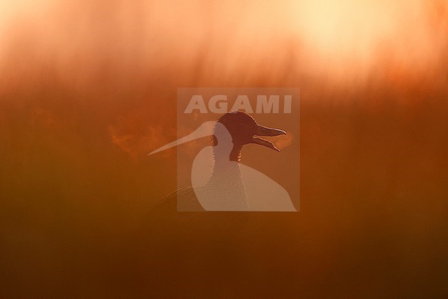 early Mallard stock-image by Agami/Chris van Rijswijk,