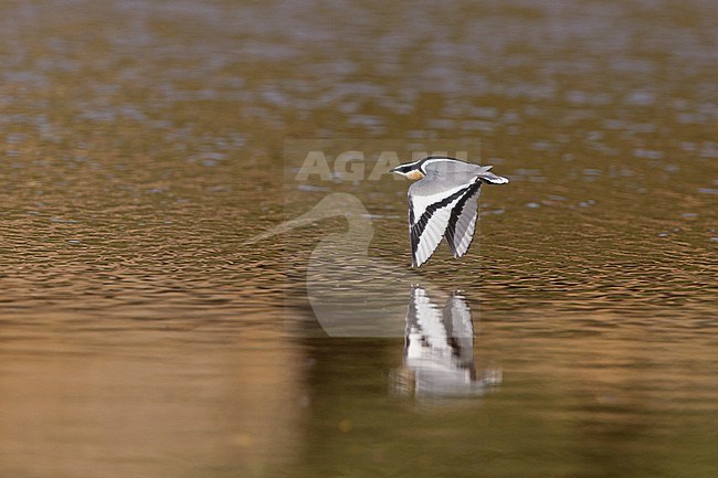 Egyptian Plover (Pluvianus aegyptius) wintering in the Gambia. Flying low over brown colored lake. stock-image by Agami/Harvey van Diek,