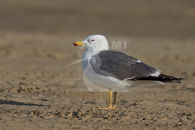 Adult in transition to breeding
Galveston Co., TX
April 2023 stock-image by Agami/Brian E Small,