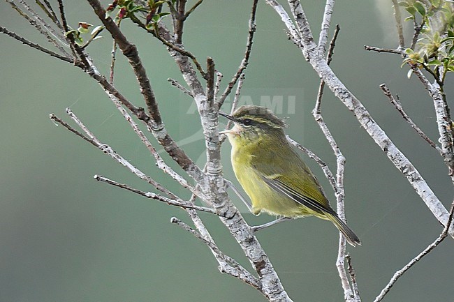 Negros Leaf Warbler (Phylloscopus nigrorum) on Mount Polis, Luzon, in the Philippines. stock-image by Agami/Laurens Steijn,