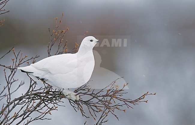 Alpensneeuwhoen, Rock Ptarmigan, Lagopus muta stock-image by Agami/Markus Varesvuo,