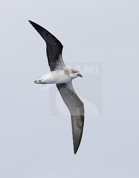 (vermoedelijke) Desertastormvogel vliegend boven zee; (Presumed) Desertas Petrel (Pterodroma desertas) flying over the gulf stream off the east coast of America stock-image by Agami/Mike Danzenbaker,