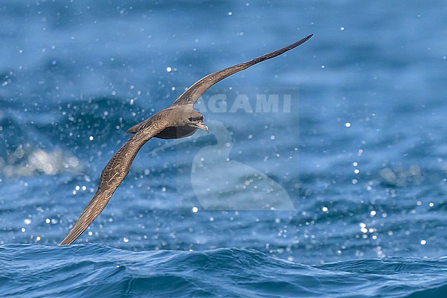 Flesh-footed shearwater, Ardenna carneipes, in flight. stock-image by Agami/Sylvain Reyt,