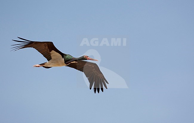 Volwassen Zwarte ooievaar in vlucht, Adult Black Stork in flight stock-image by Agami/Markus Varesvuo,
