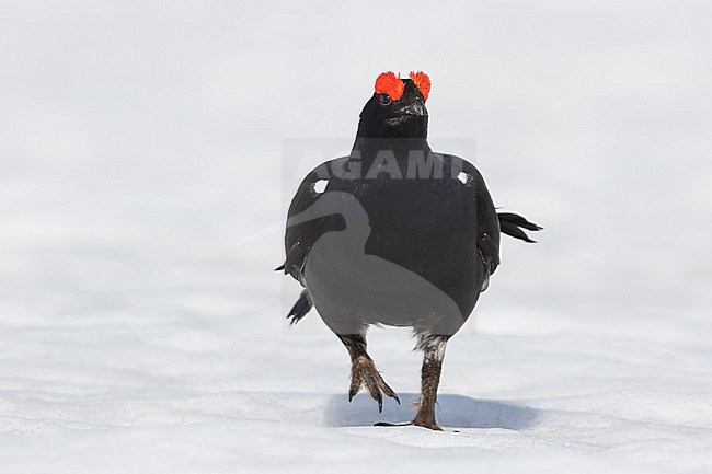 Adult male Black Grouse (Lyrurus tetrix tetrix) at a lek in Germany during early spring with lots of snow. stock-image by Agami/Ralph Martin,