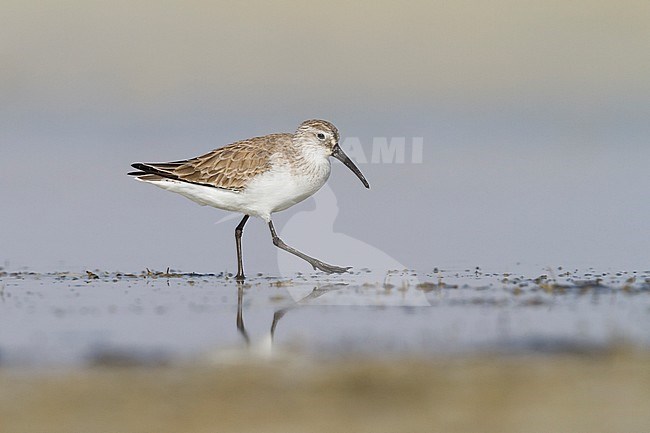 Curlew Sandpiper - Sichelstrandläufer - Calidris ferruginea, Oman, adult nonbreeding plumage stock-image by Agami/Ralph Martin,