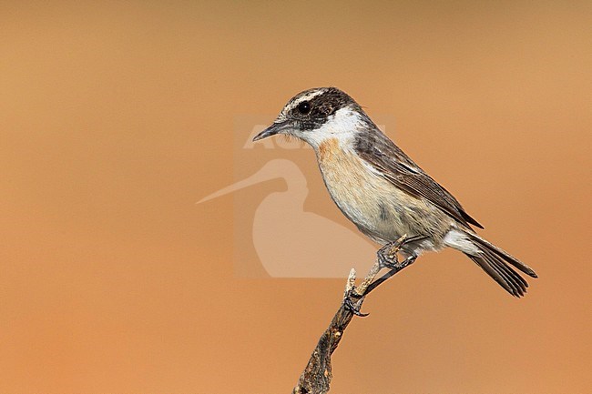 Man Canarische Roodborsttapuit, Male Fuerteventura Stonechat stock-image by Agami/David Monticelli,