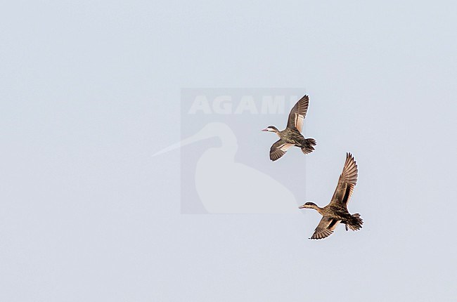 Vagrant Red-billed Teal (Anas erythrorhyncha) in Israel. Second for the WP. Together with hybrid offspring. stock-image by Agami/Josh Jones,