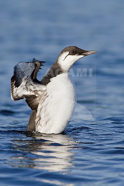 Common Murre (Uria aalge) swimming on the ocean near Victoria, BC, Canada. stock-image by Agami/Glenn Bartley,