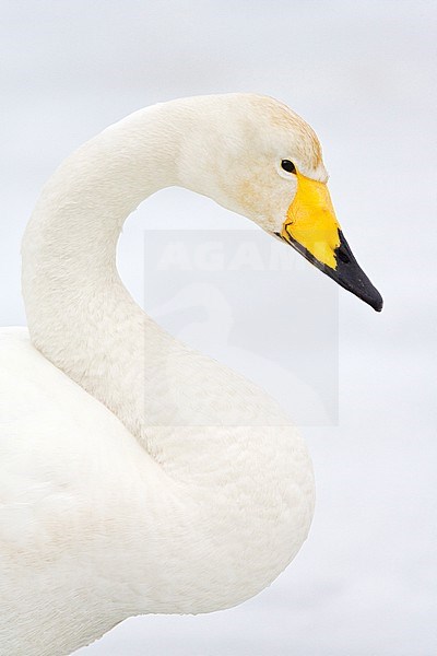 Portrait of a elegant adult Whooper Swan (Cygnus cygnus) in Japan. Quiet and serene look on its face. stock-image by Agami/Marc Guyt,