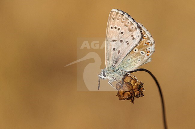 Bleek blauwtje, Chalk-hill Blue, Polyommatus coridon stock-image by Agami/Wil Leurs,