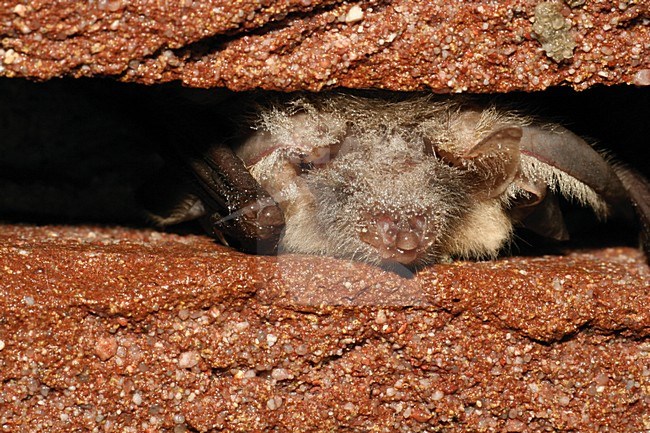 Grootoorvleermuis; Brown Long-eared Bat stock-image by Agami/Theo Douma,