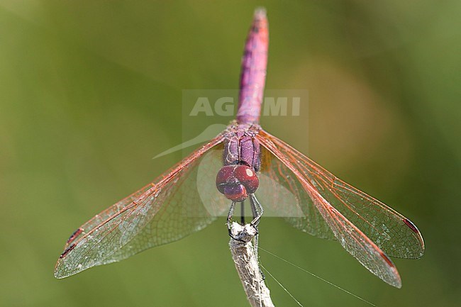 Mannetje Purperlibel, Male Trithemis annulata stock-image by Agami/Wil Leurs,