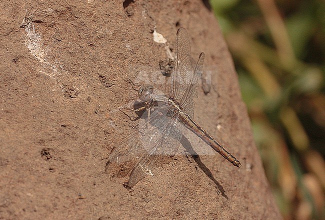 Kleine oeverlibel, Small Skimmer; Orthetrum stock-image by Agami/Paul Schrijvershof,