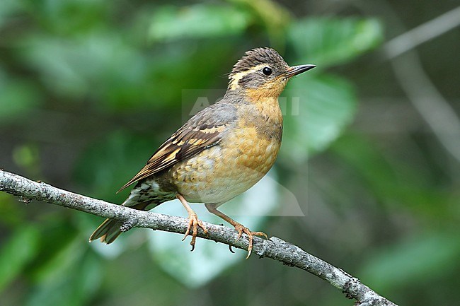 Varied Thrush (Ixoreus naevius)  taken the 23/06/2022 at Seward - Alaska - USA stock-image by Agami/Aurélien Audevard,