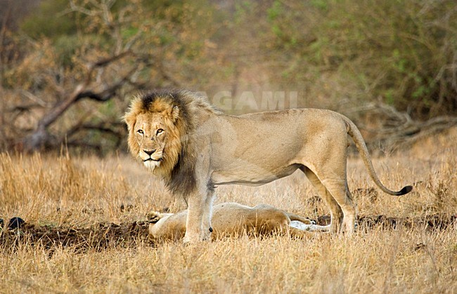 Mannetje Afrikaanse Leeuw; Male African Lion stock-image by Agami/Marc Guyt,