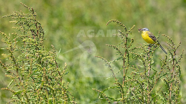  stock-image by Agami/Menno van Duijn,